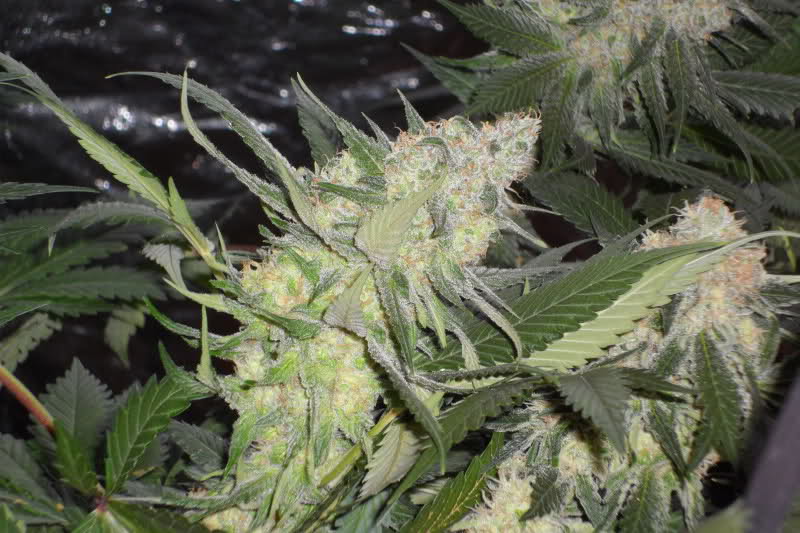 Blue Mystic - feminizovaná semínka 10 ks Royal Queen Seeds