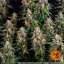 Strawberry Cheesecake Auto - Autoflowering Marihuana Samen 3 Stück Barney's Farm