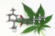 CBD medical models of cannabis