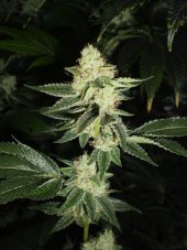 Cali Connection Louis XIII OG feminized seeds