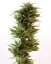 Amnesia Lemon - Feminized Seeds 5 pcs Barney's Farm