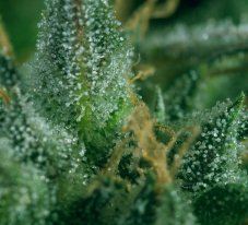 Super CBDx Skunk #1 x SCBDX feminizovaná semena