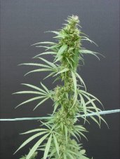 Nevilles Haze 18 ks štandardizovaná semienka Mr. Nice
