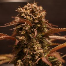 Purple Ryder - autoflowering semena 3 ks, Doctor's Choice