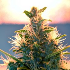 Lowryder Auto - standardized seeds 3 pcs, Doctor's Choice