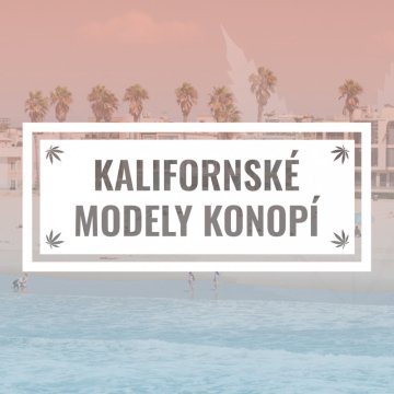 Konkurs na kalifornijskie nasiona marihuany