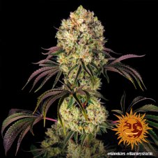 Glookies - феминизирани семена от марихуана 5 бр. Barney´s Farm