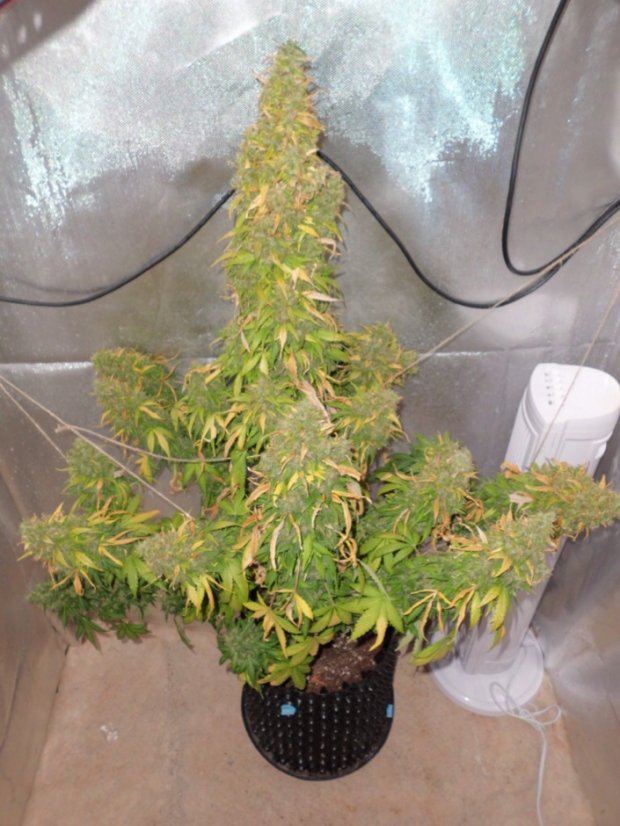 AutoDurban Poison®- autoflowering semienka 3ks Dutch Passion