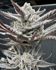 Solfire Gardens Cherrylicious feminized seeds