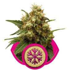Lód - Nasiona feminizowane 3 szt. Royal Queen Seeds