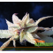 White Hemp and Albinos Among Plants
