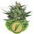 Quick One - samonakvétací semínka Royal Queen Seeds 3 ks