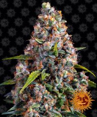 Strawberry Cheesecake Auto - autoflowering semena marihuany 10 ks Barney´s Farm