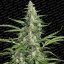 Pandora - feminized And autoflowering seeds 10 pcs Paradise Seeds