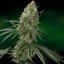 Sin Tra Bajo Auto - fem. A autoflowering semienka 5ks Barney´s Farm