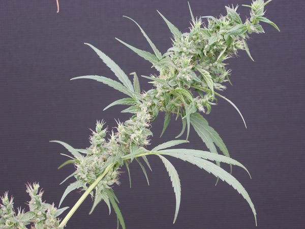Nevilles Haze x Mango 18 ks standardizovaná semínka Mr. Nice