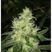 Nasiona Medical Seeds Bluehell feminizowane