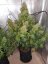 AutoDurban Poison®- autoflowering semienka 3ks Dutch Passion
