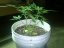 Wild Rose – feminizované semienka 10 ks Sweet Seeds
