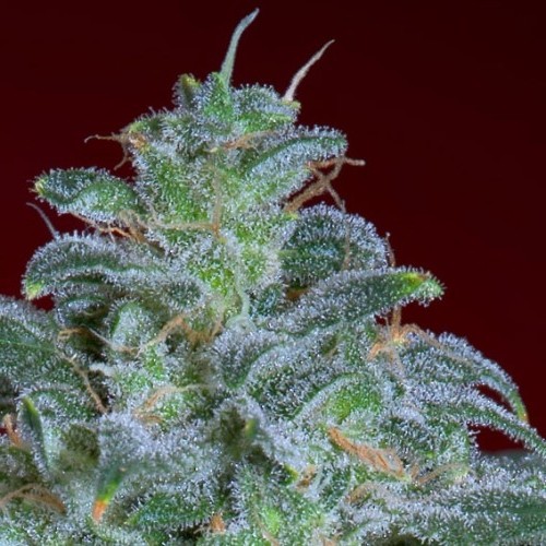 Magic Bud 3 ks, feminizované semená Paradise Seeds