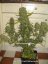 Monster - 9ks feminized semená Eva Seeds