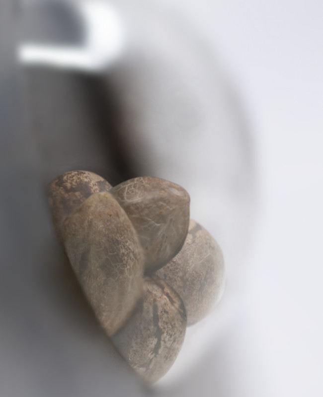 Banana Kush Cake - feminizované semienka 5 ks Sensi Seeds