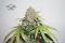 Growing CBD Charlotte's Angel