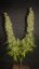 Monster - 9ks feminized semená Eva Seeds