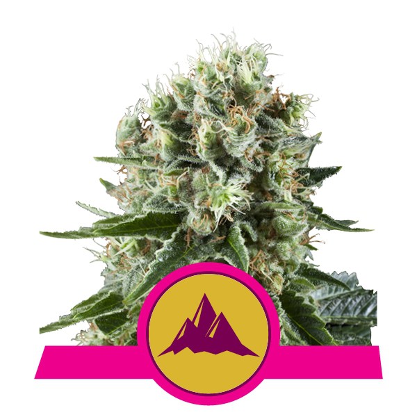 Critical Kush - feminizované semienka 3 ks Royal Queen Seeds