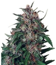 Hollands Hope - feminized 3pcs Dutch Passion seeds