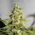 Acapulco Gold - nasiona feminizowane 3 sztuki Barney's Farms