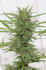 Dedoverde Haze - feminizovaná semienka 3ks Humboldt