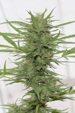 Dr Greenthumbs Dedoverde Haze Auto - fem. a samonakvétací semienka 5ks Humboldt