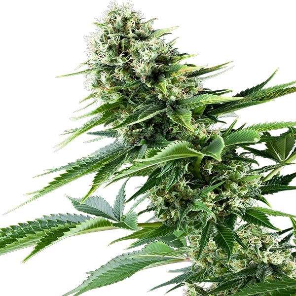 Power Flower - feminizované semienka 10 ks Royal Queen Seeds