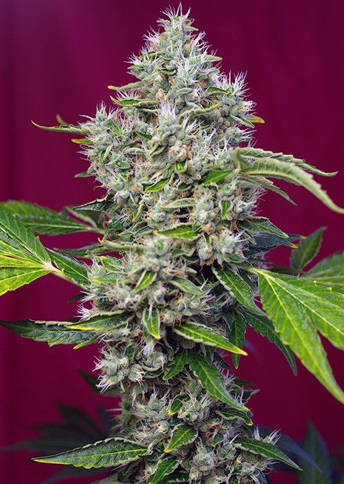 San Fernando Lemon Kush® - feminizovaná semena 3 ks Sweet Seeds