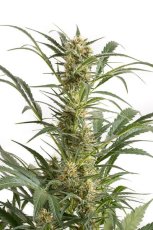 Amnesia XXL Auto - feminisierte Samen 5 Stück Dinafem