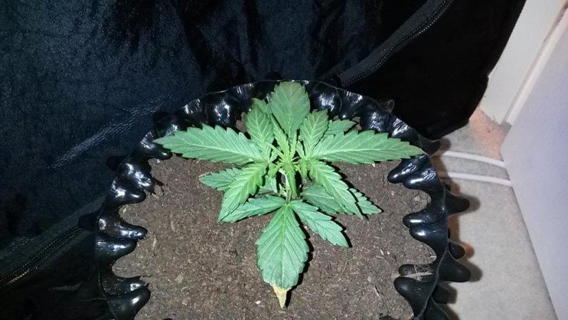 Sweet Trainwreck Auto - feminizovaná a samonakvétací semínka 5ks Sweet Seeds