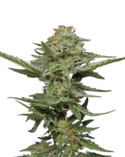 Pistachio - feminized marijuana seeds 3 pcs Humboldt Seed Company