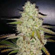 Ethos Genetics Toasted R1 feminizovaná semena