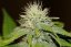 Bubba Kush - feminizovaná semínka 5 ks Seedsman