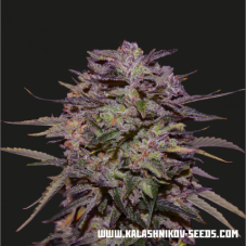 Kalashnikov Seeds Purple Russian Express feminizovaná semena