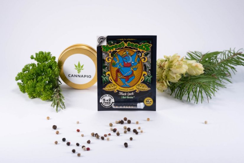 Black Jack Fast Version - feminizované semienka 10 ks Sweet Seeds