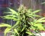 Vertigo - feminizované a autoflowering semienka 5ks Paradise Seeds
