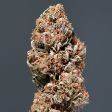 Medikit Auto - Nasiona Samofinalizujące, 3 szt., Buddha Seeds