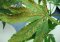 Yellow Cannabis Leaves: A Comprehensive Guide to Causes and Solutions