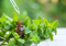 Mint to Success: Advantages and Benefits of Companion Planting with Hemp
