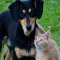 Medical Cannabis and CBD for Cats and Dogs: Study 2018