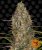 Glue Gelato Auto - autoflowering semena marihuany 10 ks Barney´s Farm