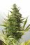 Cheese XXL Auto - fem. a autoflowering semienka 10ks Dinafem