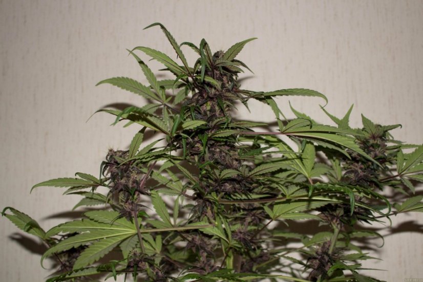 Dark Devil Auto - fem. a autoflowering semienka 10ks Sweet Seeds